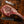 Tomahawk Ribeye