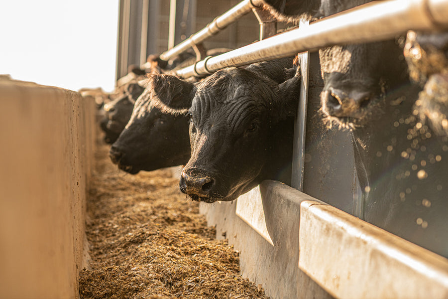 The Good Original Beef Jerky BetterFed Beef 100 American Beef