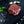 BetterFed Beef Company Certified ONYA® petite filet mignon steak tenderloin with salt, garlic and  parsley